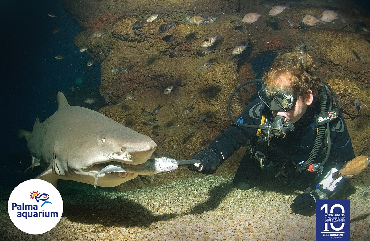 actividades palma aquarium