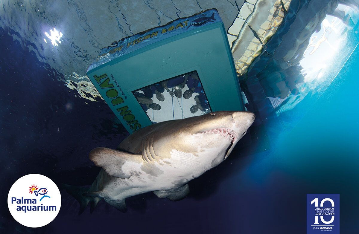 shark vision boat aquarium