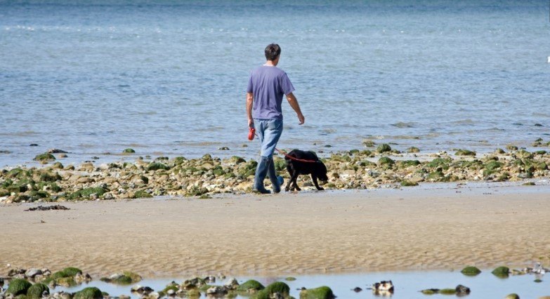 ir playa mallorca con perro