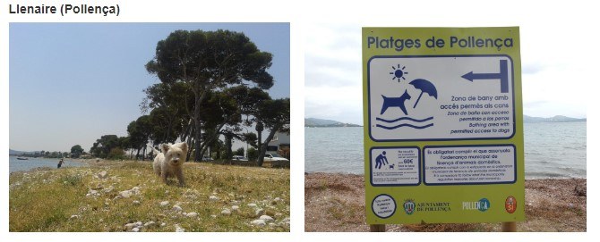 playa perros en llenaire en mallorca