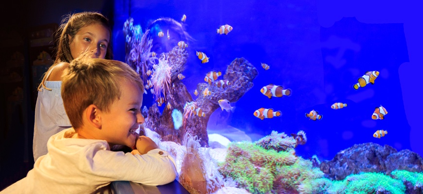 mallorca mit kindern aquarium