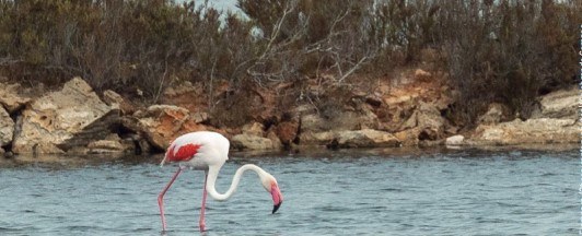 Flamencos en es Salobrar