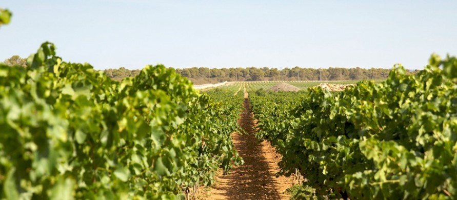 fin de semana mallorca, con visita a una bodega