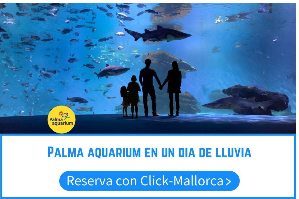 palma aquarium con bebes