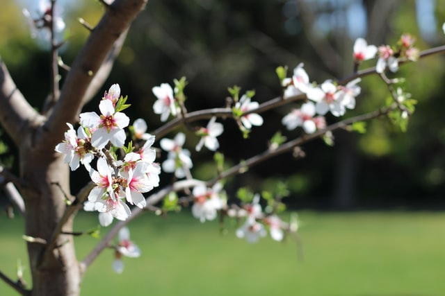 eine Mandelblüte im Februar