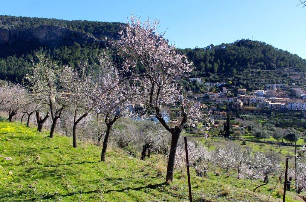 Mandelblüten auf Mallorca in Februar
