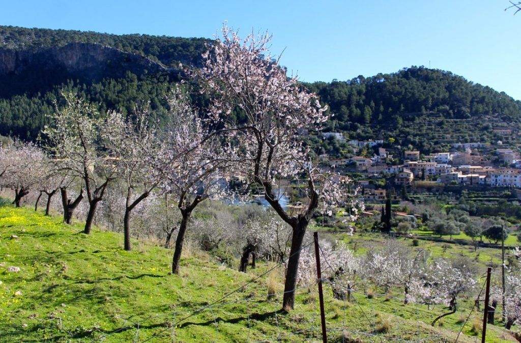 Excursión para ver los almendros en flor cerca de Bunyola