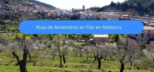 ruta almendros en flor mallorca