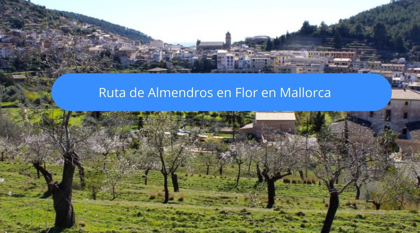 Almendros en flor en Mallorca: rutas y lugares 