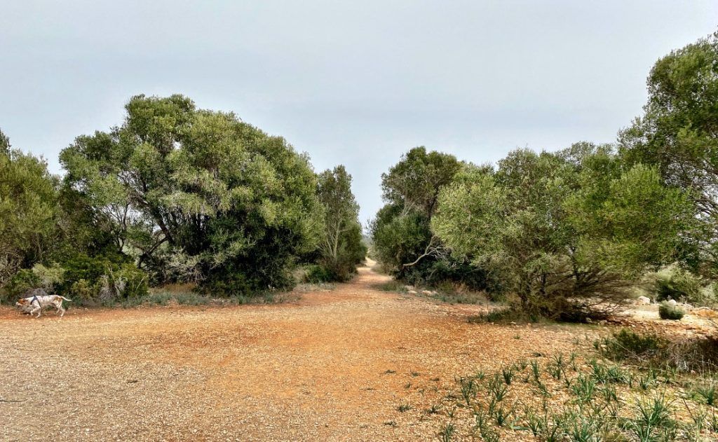 Cómo llegar a Cala Bota: sendero de la derecha