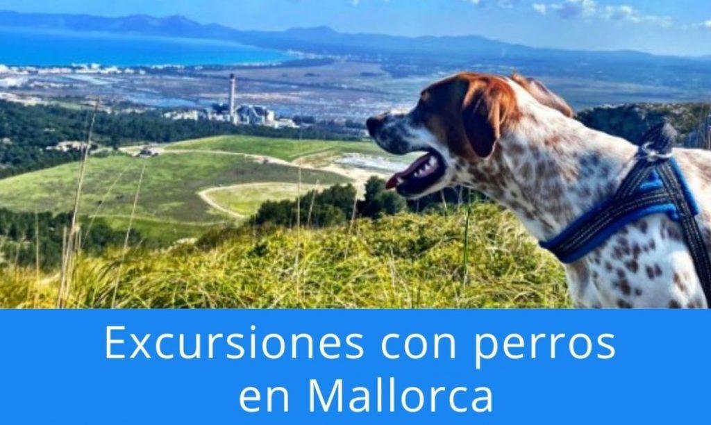 excursiones con perros en Mallorca