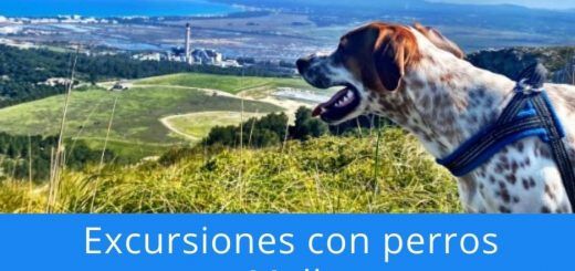 excursiones en mallorca con perros