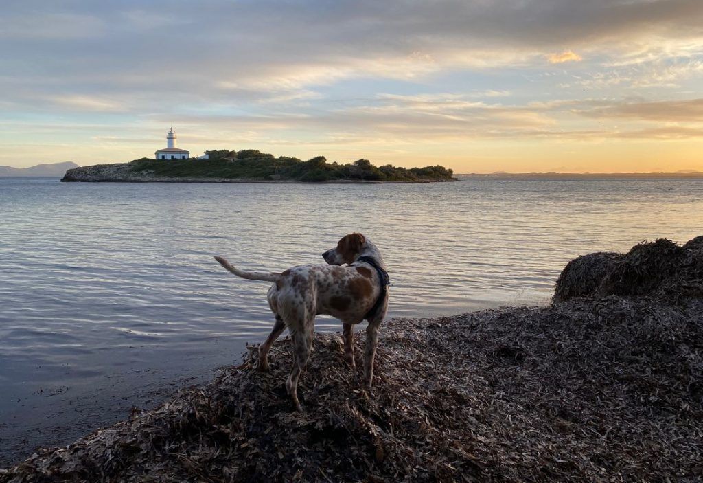 playa para perros en Mallorca