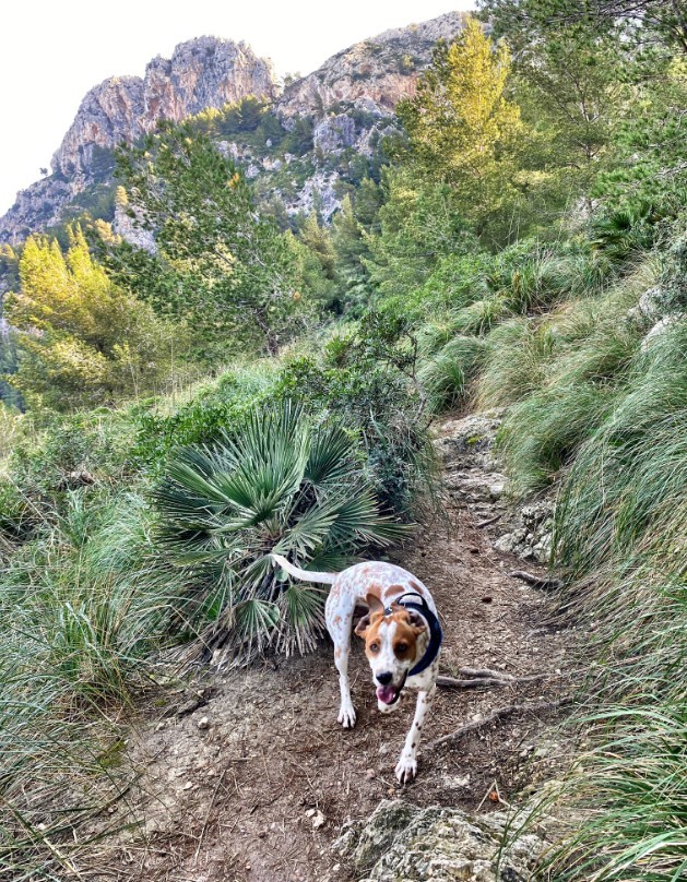 Senderismo con perros en Mallorca