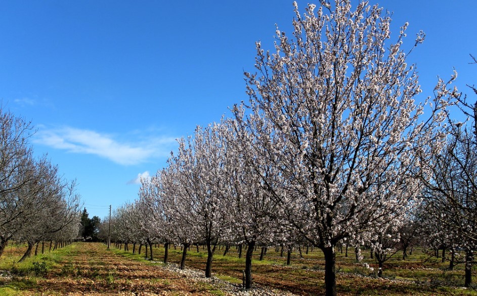 Almendros en flor en Mallorca: rutas y lugares 