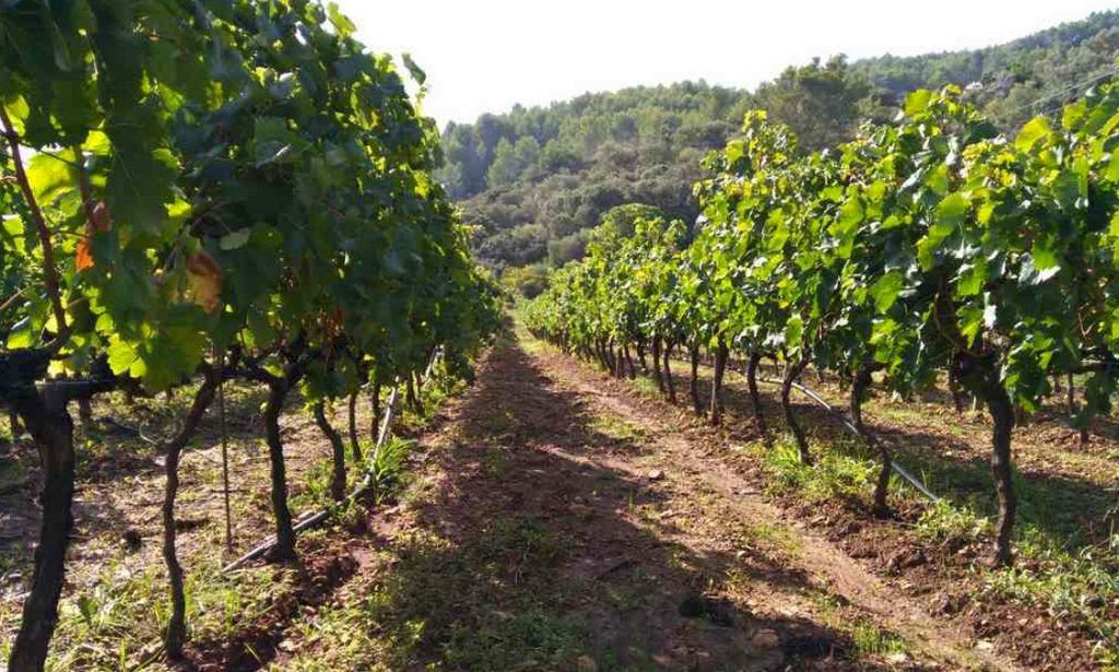 mallorca vineyards