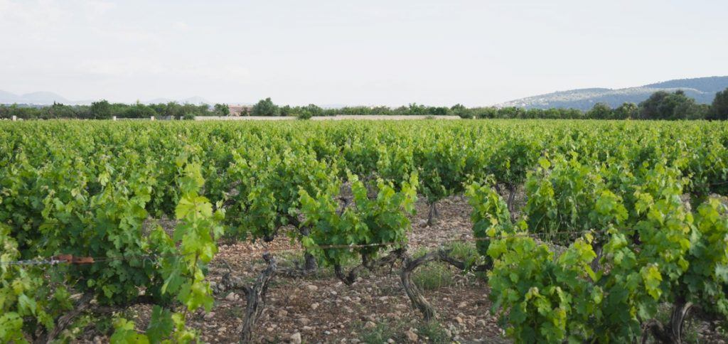 mallorca vineyards