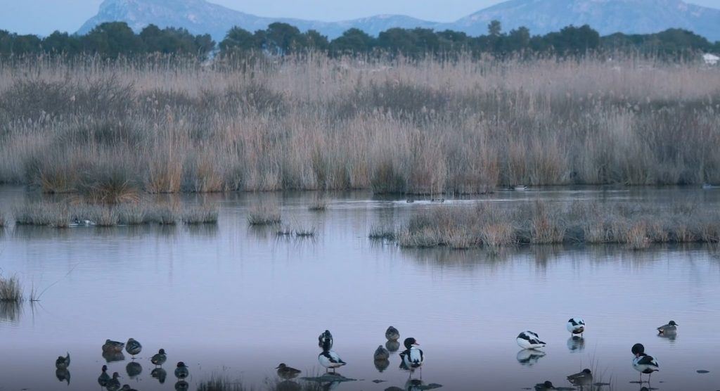 Albufera de Muro