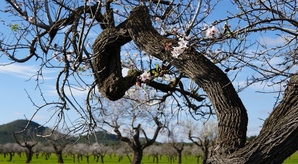 Excursion in Majorca with almond blossom fields