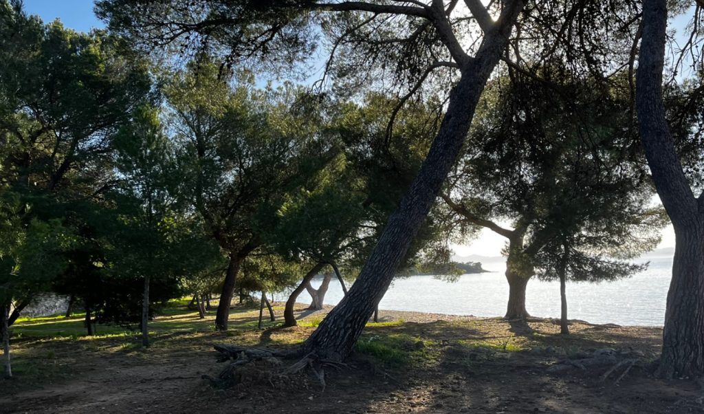 Pine trees in Alcanada