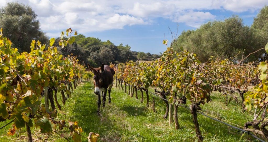 turismo sostenible en una bodega de mallorca