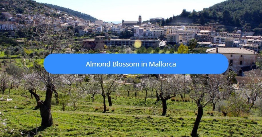 almond blossom in mallorca