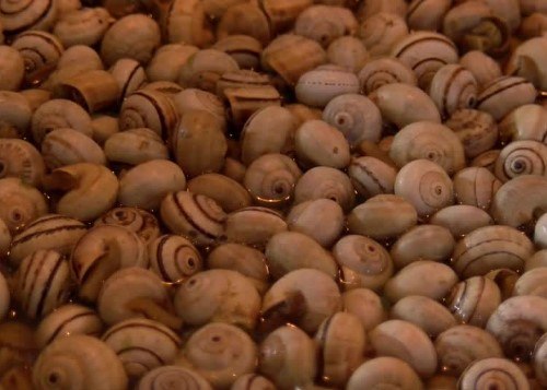 fira del caragol de sant jordi en mallorca en mayo