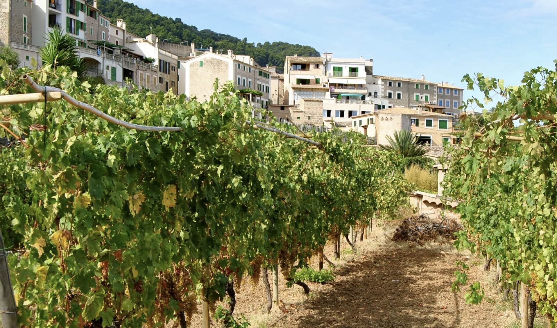 viñedos de banylabufar
