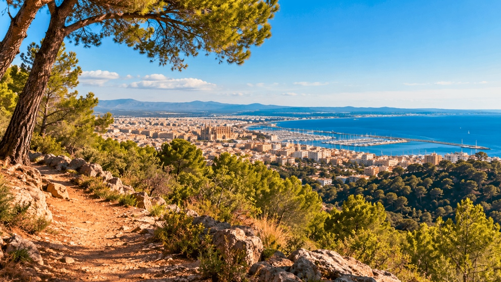 Vista panorámica de Palma de Mallorca desde un sendero rodeado de pinos, con la Catedral, el puerto y la bahía al fondo. Una imagen que refleja las posibilidades de hacer senderismo cerca de Palma, combinando naturaleza, montaña y paisajes mediterráneos sin alejarse de la ciudad.
